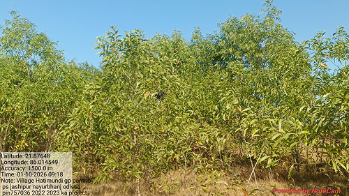 Impact Project Image